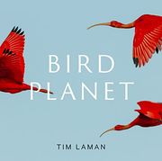Bird Planet: A Photographic Journey (en Inglés)