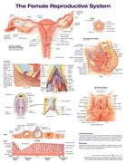 The Female Reproductive System Anatomical Chart (en Inglés)