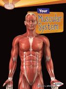 your muscular system
