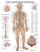 The Nervous System Anatomical Chart (en Inglés)