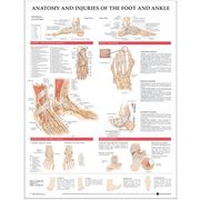anatomy and injuries of the foot and ankle,(unmounted)