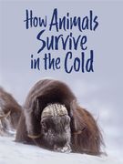 How Animals Survive in the Cold: English Edition (en Inglés)