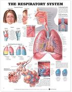 Gráfico Anatómico el Sistema Respiratorio Gráfico Anatómico