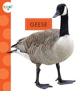 Geese (Spot Backyard Animals) (en Inglés)