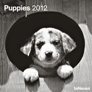 2012 Puppies Grid Calendar