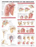 anatomy and injuries of the shoulder anatomical chart