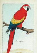 Carnet Blanc, Ara Rouge, Dessin 18e Siècle (in French)