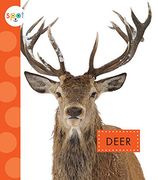 Deer (Spot Backyard Animals) (en Inglés)