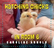 Hatching Chicks in Room 6 (en Inglés)