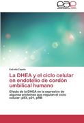 La DHEA y El Ciclo Celular En Endotelio de Cordon Umbilical Humano