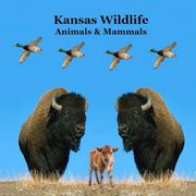 Kansas Animals and Mammals Kids Wildlife Book: Great Kansas Animals Book With Lifelike Images and fun Facts (en Inglés)