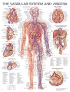 The Vascular System and Viscera Anatomical Chart (en Inglés)