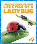 Life Cycle of a Ladybug (en Inglés)