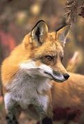 Fox Blank Journal (Nodin Press Blank Journals) (en Inglés)