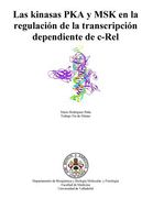 Las kinasas PKA y MSK en la regulación de la transcripción dependiente de c-Rel (in Spanish)