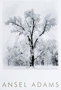 Oak Tree, Snowstorm, Yosemite National Park, Cailfornia 1948 (en Inglés)
