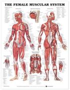 the the female muscular system anatomical chart