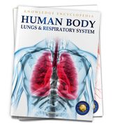 Human Body: Lungs and Respiratory System (en Inglés)
