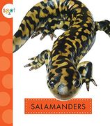 Salamanders (Spot Backyard Animals) (en Inglés)