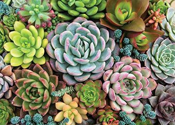 portada Succulent Garden Jigsaw Puzzle: 1,000 Pieces (in English)