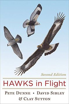 hawks in flight (en Inglés)