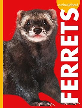 portada Curious About Ferrets (Curious About Pets) (en Inglés)