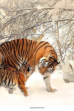 portada Tiger Family: Tigers Will Keep Their cub With Them for 2 Years. She Will Teach Them to Hunt and Take Care of Themselves. (in English)