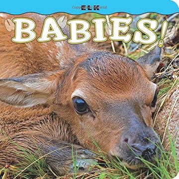 portada Elk Babies! (en Inglés)