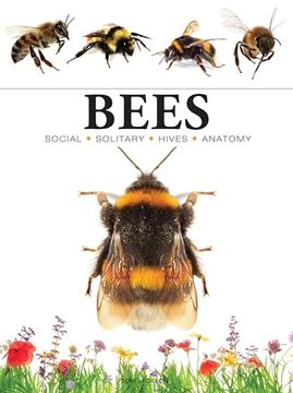 portada Bees (Mini Encyclopedia) (in English)