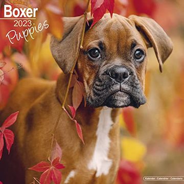 portada Boxer Puppies Calendar - dog Breed Calendars - 2022 - 2023 Wall Calendars - 16 Month by Avonside 