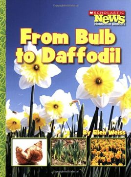 portada From Bulb to Daffodil (Scholastic News Nonfiction Readers: How Things Grow) (en Inglés)