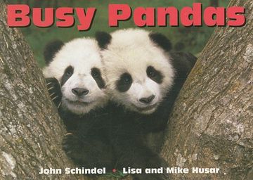 portada Busy Pandas (en Inglés)