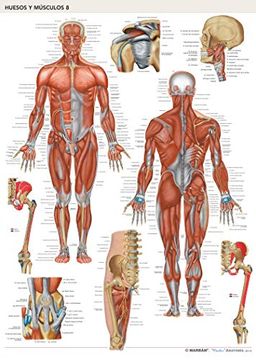portada Lámina Huesos y Músculos 8: Músculos Cuerpo Humano