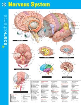 portada Nervous System Sparkcharts (en Inglés)
