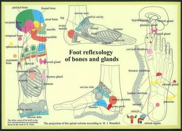 portada Foot Reflexology of Bones & Glands