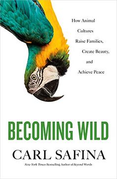 portada Becoming Wild: How Animal Cultures Raise Families, Create Beauty, and Achieve Peace (in English)