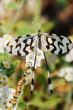 portada Butterflys (en Inglés)