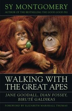 walking with the great apes