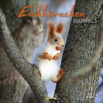 portada Eichhörnchen 2025: Broschürenkalender mit Ferienterminen. Format: 30 x 30 cm