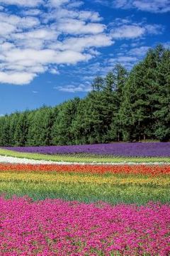portada Flower Field: A Field of Beautiful Flowers. (en Inglés)