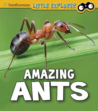 portada Amazing Ants (Smithsonian Little Explorer: Insect Explorer) 