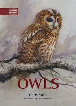 portada owls (en Inglés)