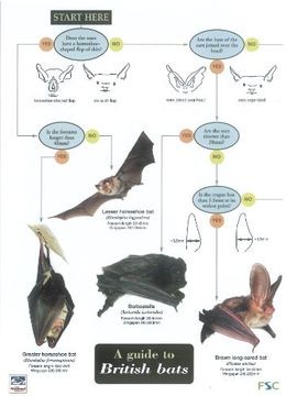 portada A Guide to British Bats