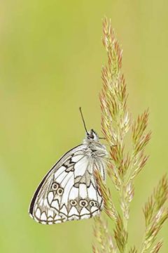 portada Friendly Butterfly (en Inglés)