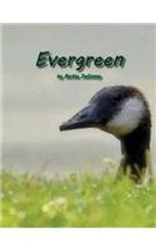 portada Evergreen