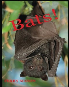 portada Bats: Learn About These Strange and Wonderful Creatures of the Night