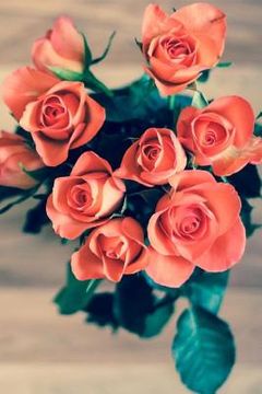 portada Apricot Rose: A Wonderful Way of Bringing Warmth to Your Garden. (en Inglés)