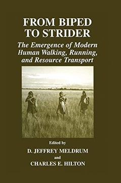 portada From Biped to Strider: The Emergence of Modern Human Walking, Running, and Resource Transport (en Inglés)