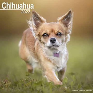 Libro Chihuahua Calendar - Chiwawa - dog Breed Calendars - 2022 - 2023