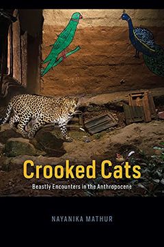 portada Crooked Cats: Beastly Encounters in the Anthropocene (Animal Lives) (en Inglés)